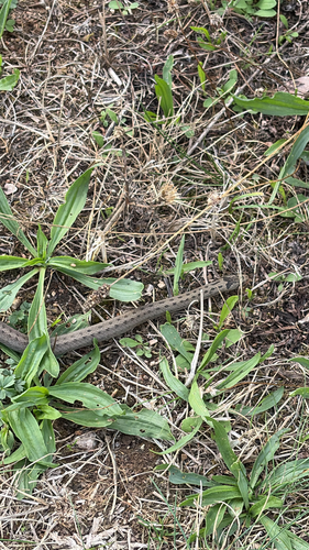 Smooth Snake