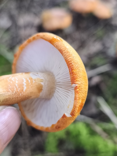 Tricholoma aurantium