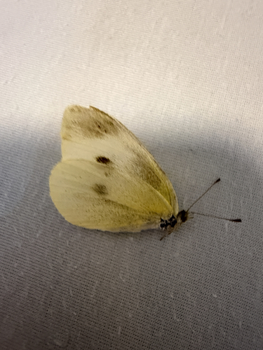 Small White