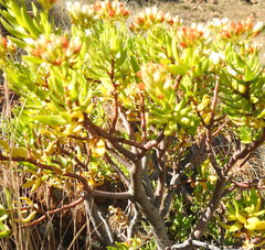 Crassula sarcocaulis