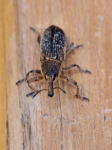 Lixus punctiventris