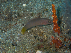 Pseudochromis marshallensis