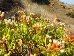 Crassula sarcocaulis