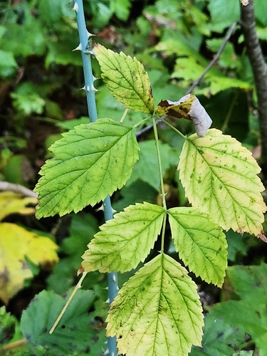 Rubus leucodermis, photograph 4