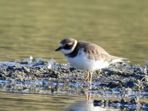 Common Ringed Plover
