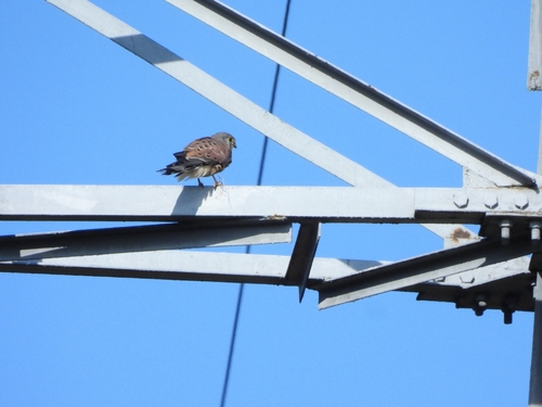 Eurasian Kestrel