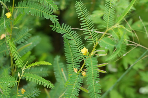 Chamaecrista nomame, photograph 2