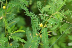 Chamaecrista nomame, photograph (c) WATANABE Hitoshi 渡辺仁, some rights reserved (CC BY)