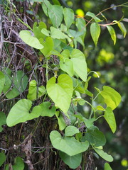 Aristolochia shimadae