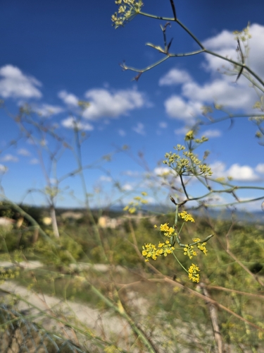 fennel