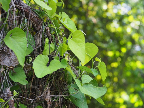 Image of Aristolochia shimadae by no rights reserved