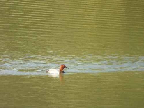 Common Pochard