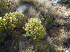 Crassula sarcocaulis