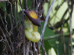 Aristolochia shimadae