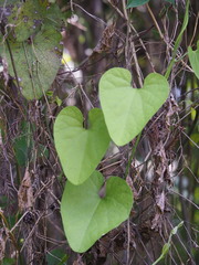 Aristolochia shimadae