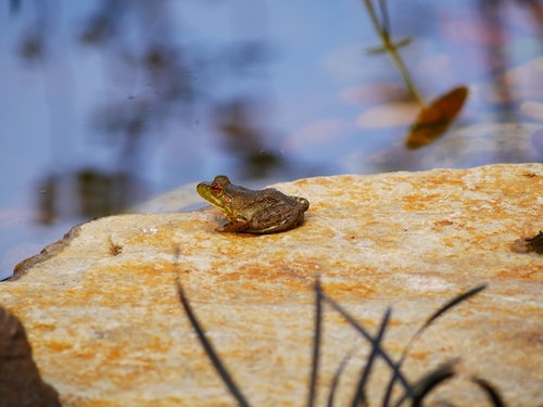 American Bullfrog