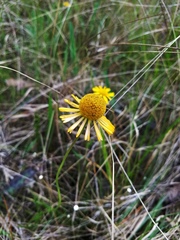 Helenium drummondii