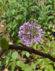 Allium cyrillii