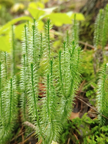 interrupted clubmoss