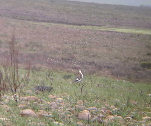 iNaturalist image