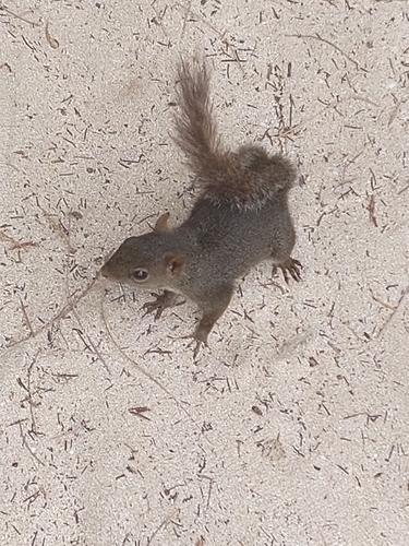 Sciurus brasiliensis brasiliensis