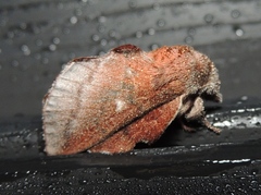 Phyllodesma occidentis