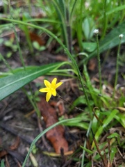 Hypoxis rigida