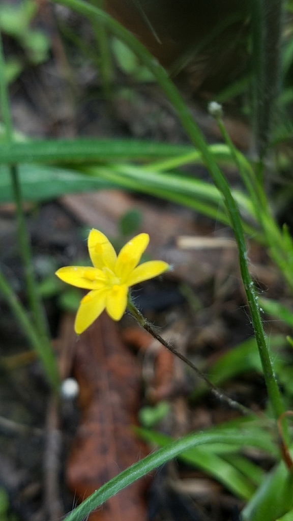 Savanna Star Grass