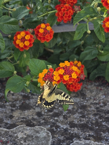 Old World Swallowtail