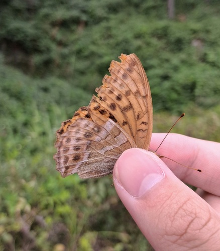 Silver-washed Fritillary