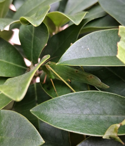 Sinochlora longifissa