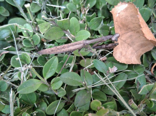 Asian Jumping Mantis