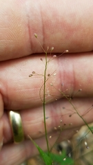 Dichanthelium ensifolium