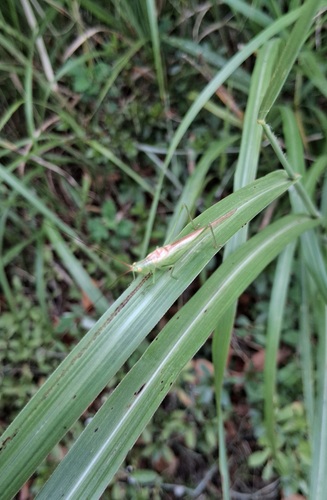 Conocephalus chinensis
