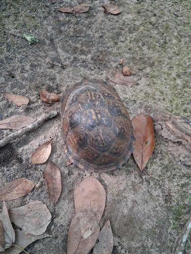 Three-toed Box Turtle