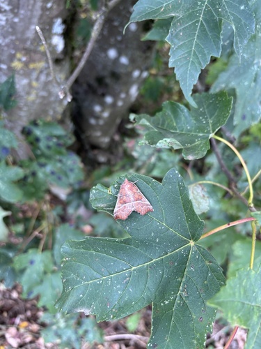 Herald Moth