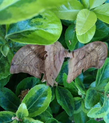 Japanese Silk Moth