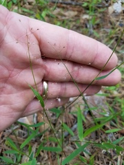 Dichanthelium ensifolium