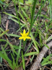 Hypoxis rigida