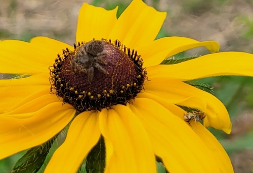 Grayish Jumping Spider