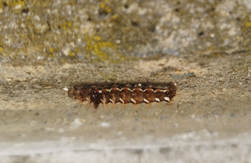 Knot Grass Moth