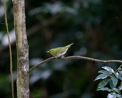 Zosterops erythropleurus