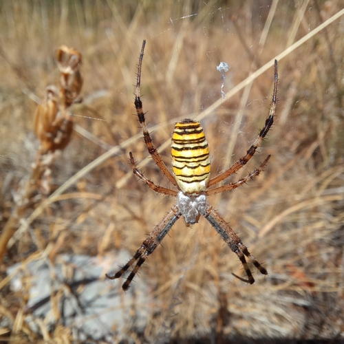 Wasp Spider
