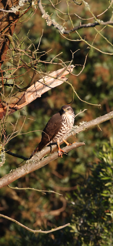 iNaturalist image