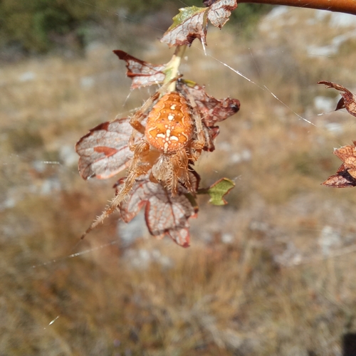 Cross Orbweaver