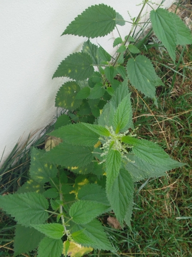 great stinging nettle