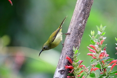 Aethopyga nipalensis