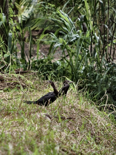 Little Cormorant