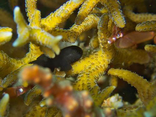 Blackbody coral goby (Paragobiodon melanosomus) — Gobiidae — 5