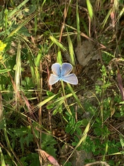 Polyommatina